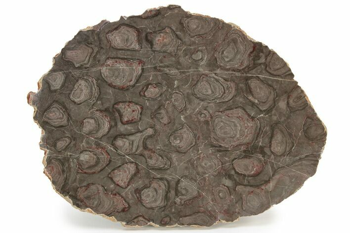 Polished Stromatolite (Inzeria) Slab - Million Years #243062